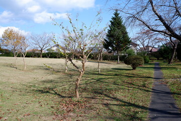 おいらせ　いちょう公園