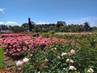 Pink Rose - El Rosedal de Palermo (Rose Garden), Buenos Aires, Argentina. Beautiful Rose Garden at Parque Tres de Febrero, popularly known as Bosques de Palermo. It has groves, lakes, and rose gardens