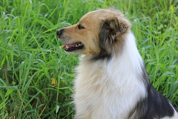 border collie dog