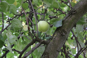 green apple on tree