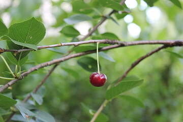 cherries on a tree