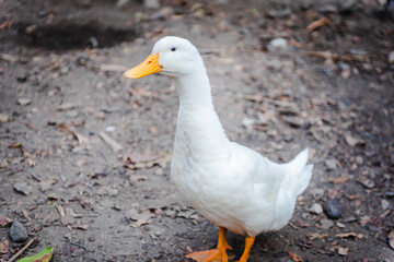 Naklejka na ściany i meble white duck walking in farm