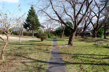 おいらせ　いちょう公園