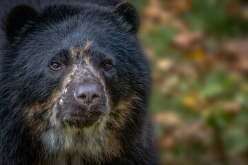 portrait of a large bear