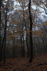 Fototapeta premium In the branches of autumn leaves