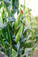 Corn cob growing on plant, Buenos Aires Province, Argentina