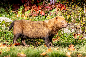 a south american bush dog