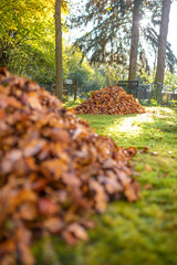 Blätter im Herbst im Garten auf einem Haufen gelegt großer Laubhaufen
