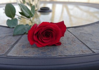 Single blooming rose with long stem on a steel table