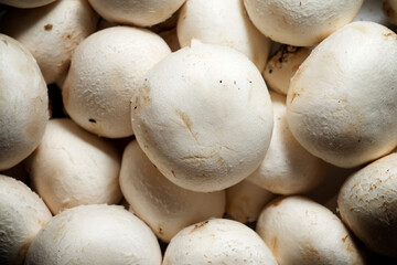 Mushrooms close up
