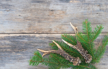 Beautiful deer antlers and fir branches on old non paint wooden background. Top view, space for text