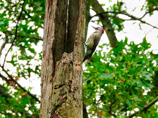 Northern Flicker Woodpecker Bird Hands on Side of Hole-Ridden Dead Tree Trunk with Green Forest in the Background 