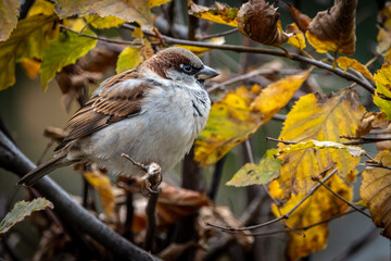 closeup of a sparrow