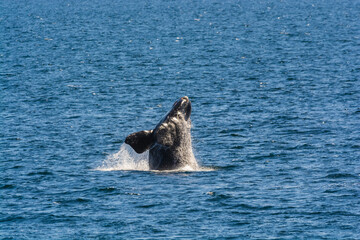 Fototapeta premium Whale jumping behavior in Peninsula Valdes Patagonia, Argentina