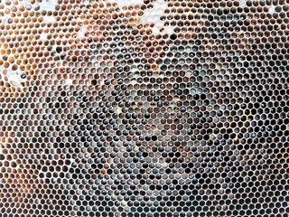 Newly pulled honey bee honeycomb beeswax on plastic foundation with pollen tracks.