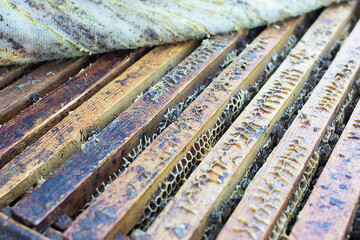 Close up view of the opened hive body showing the frames populated by honey bees.