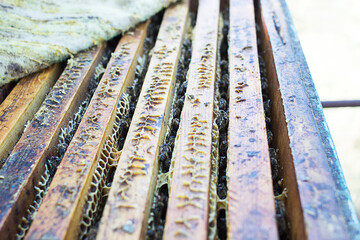 Close up view of the opened hive body showing the frames populated by honey bees.