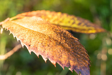 Gros plan sur une feuille d'arbre aux couleurs de l'automne sous le soleil avec des gouttes d'eau...