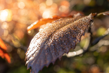 Gros plan sur une feuille d'arbre aux couleurs de l'automne sous le soleil avec des gouttes d'eau (Cevennes, France)