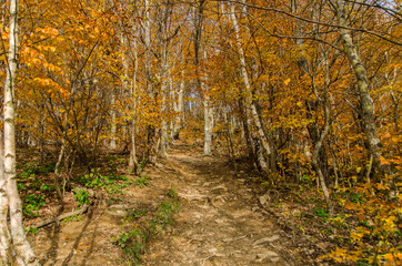 Jesienny las - Bieszczady 