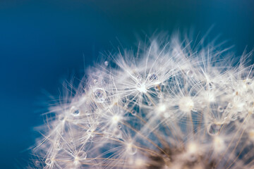 The parachutes of a dandelion with dew drops closeup