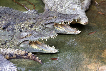 crocodiles
