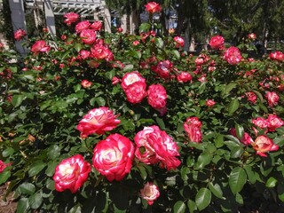 Pink Rose - El Rosedal de Palermo (Rose Garden), Buenos Aires, Argentina. Beautiful Rose Garden at Parque Tres de Febrero, popularly known as Bosques de Palermo. It has groves, lakes, and rose gardens