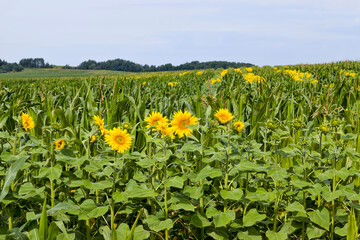 two agricultural crops together