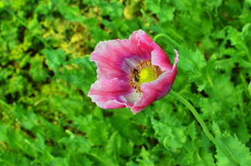 Detail of flowering opium poppy papaver somniferum, white colored poppy flower.