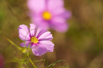 コスモス
