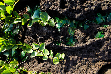 Green leafs, vines growin on black lava rock