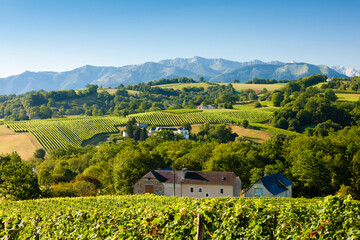 vineyard in south Jurancon, France