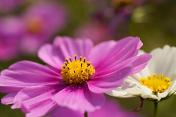 Fototapeta premium コスモス
