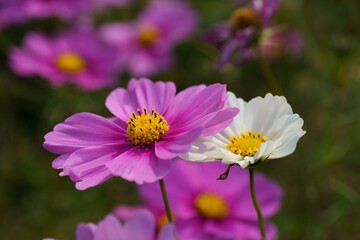 コスモス