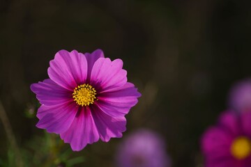 Fototapeta premium コスモス