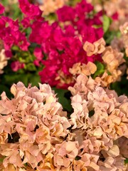 roses in garden