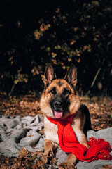 A German shepherd with a red scarf lies on a gray blanket in a yellow autumn forest and poses. Charming curious thoroughbred dog at an autumn photo shoot. Beautiful picture of the dog for calendar.