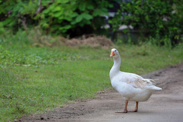White female goose is stay in nature farm garden at thailand
