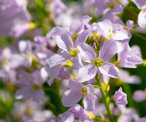 flowers in spring