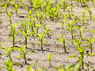 an agricultural field where corn is grown