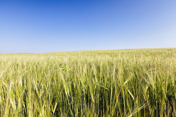 agricultural field with corn