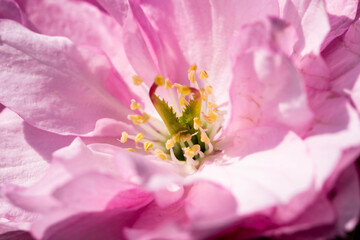 Obraz na płótnie Canvas close up of a blossom