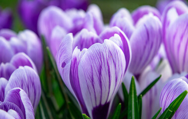 spring crocus flowers