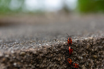 Fire bugs on a stone wall