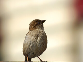 brave sparrow sits on the fence