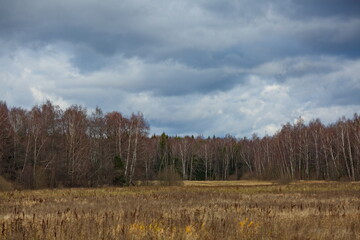 Fallen forest and field under the autumn cloudy sky.