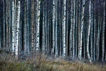 birch forest in autumn