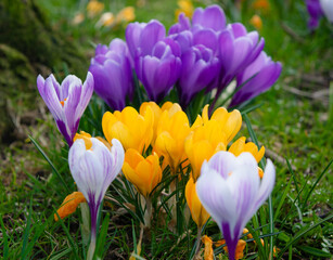 spring crocus flowers