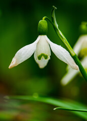 lily of the valley in the rain