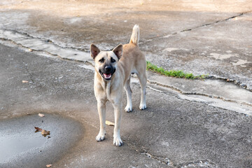 The dog is looking at something